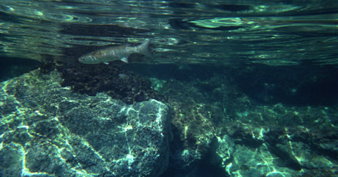 l' acquario di casa mia - il cefalo di Pantelleria,