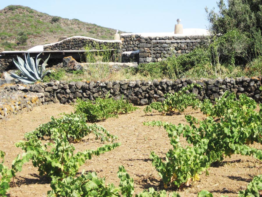  terreno a ulivi e vigna 