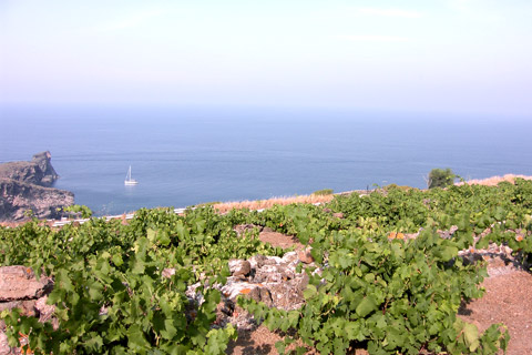 Our capers and grapes enjoy a panoramic sea view...