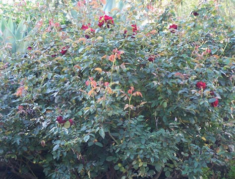  Le jardin et les fleurs 