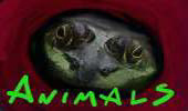 Animals - Quando la pazienza non ha limite.
Foto di Fausto Ristori.