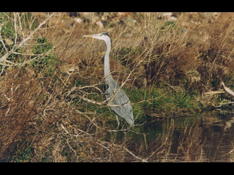  Uccelli a Pantelleria 