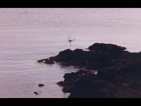  Faune de Pantelleria 