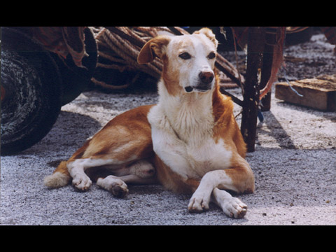  Fauna di Pantelleria 