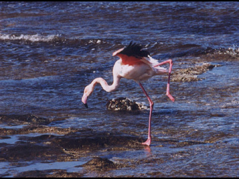 Flamingo Insel Pantelleria.
