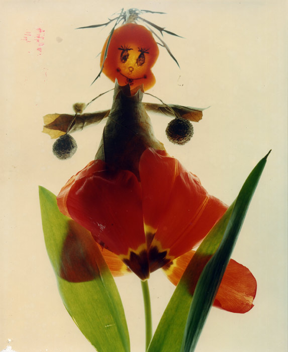  Pollicina 