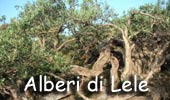 Photo des Arbres de Lele - Oliviers centenaires de Pantelleria - Photo des Arbres de Lele - Jardin de Pantelleria.