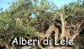  Foto Alberi di Lele 