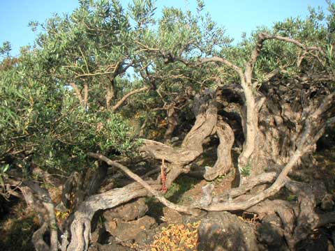  Photo des Arbres de Lele 