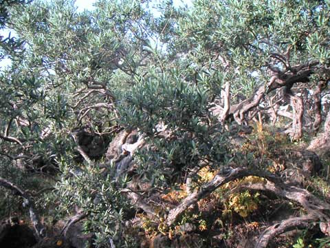  Foto Alberi di Lele 