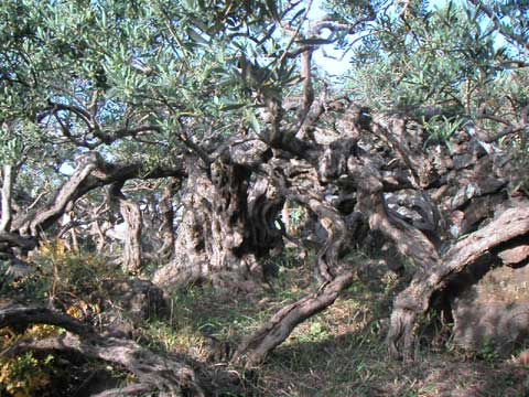  Foto Alberi di Lele 