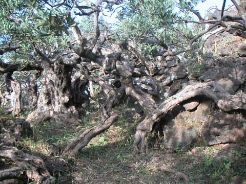  Foto Alberi di Lele 