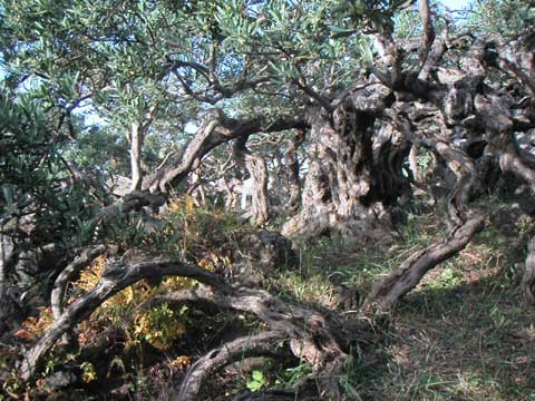  Foto Alberi di Lele 
