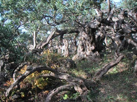  Photo des Arbres de Lele 