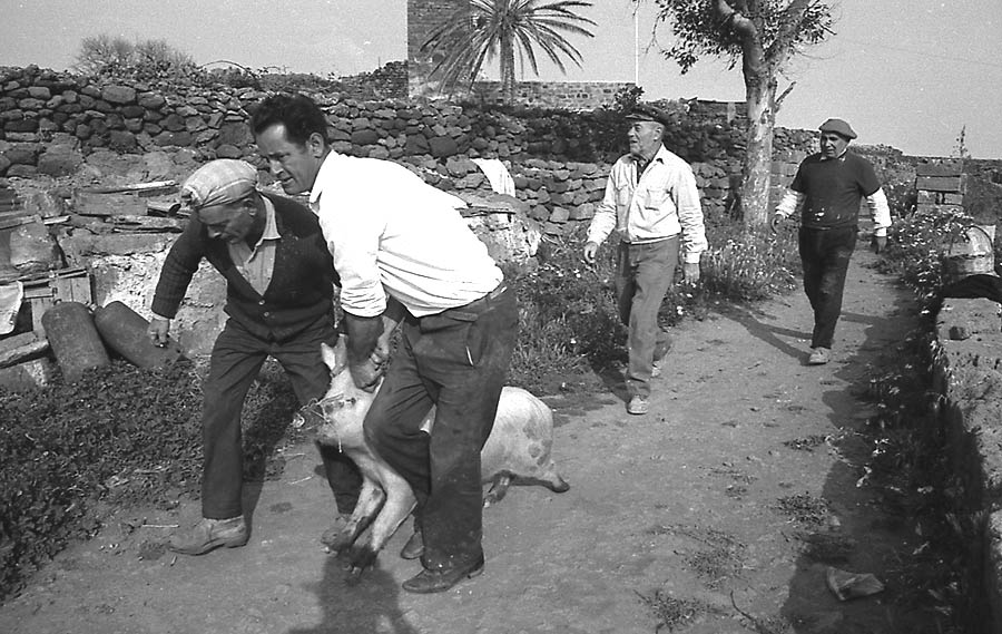  Morte di un Maiale 