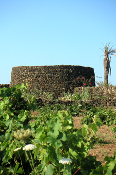  Le vignoble 